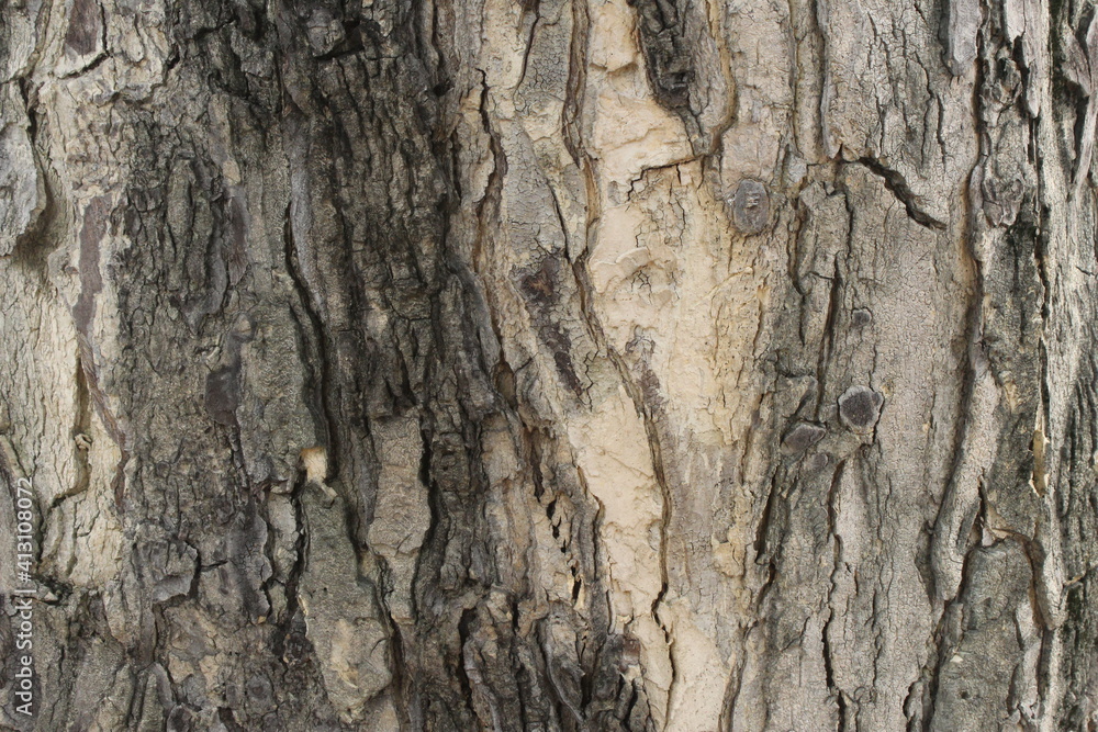 texture of the tree trunk texture of the tree trunk