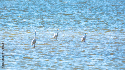 The white herons stands in the lake