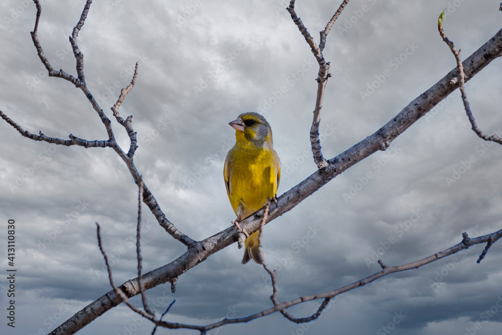 Fototapeta premium Green and yellow songbird, The European greenfinch sitting on a branch in spring.