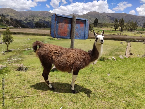 llama in the grass