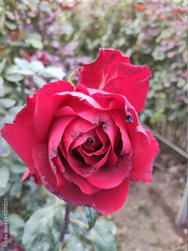red rose in garden