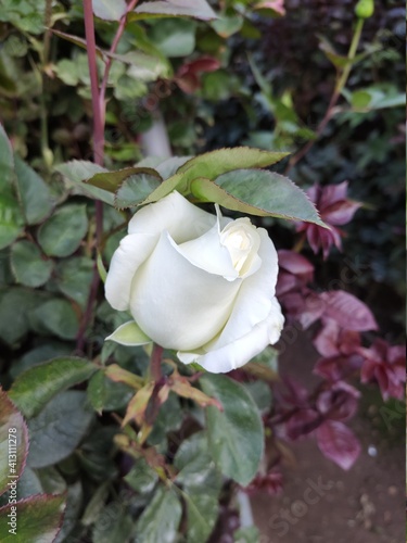 white rose flower