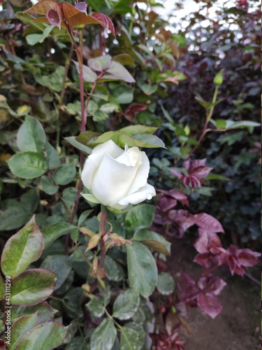 white rose flower