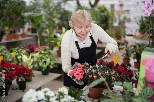 Woman gardener is taking care of flowers with secateur in orangery. © JackF