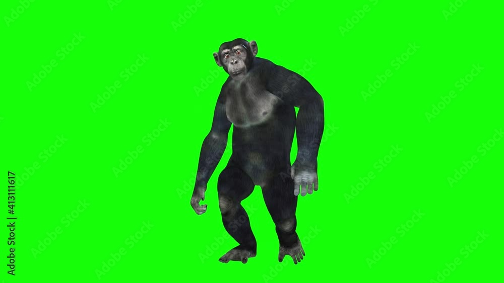 3d animation of a chimpanzee, walking in a swaggering way ,then stands gestures and argues with someone. 3d animation of a chimpanzee, walking in a swaggering way ,then stands gestures and argues with someone.