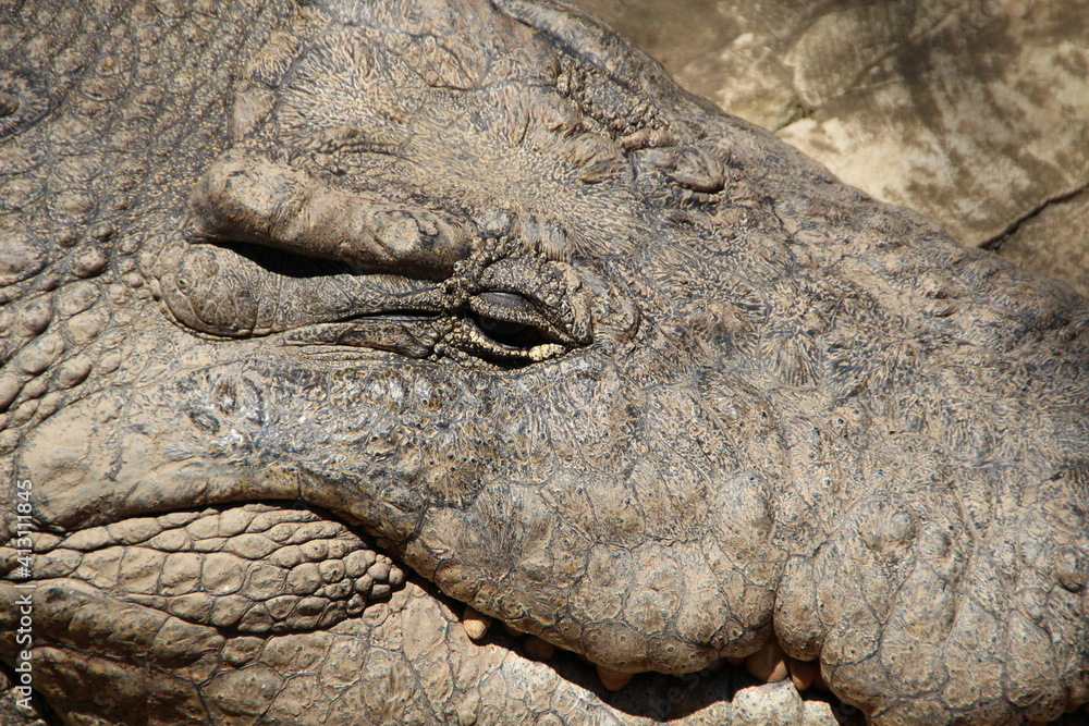 Obraz premium Nile Crocodile, Kwazulu Natal, South Africa.