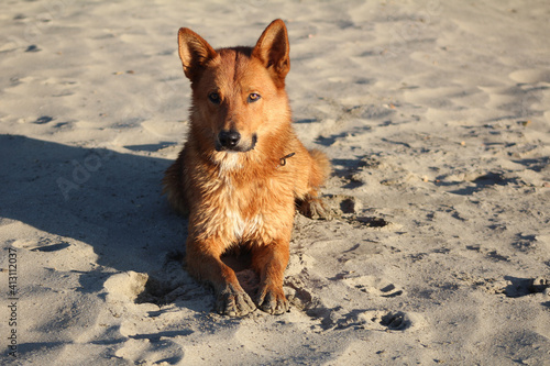 german shepherd dog