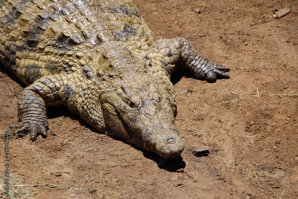 Nile Crocodile, Kwazulu Natal, South Africa. Nile Crocodile, Kwazulu Natal, South Africa.