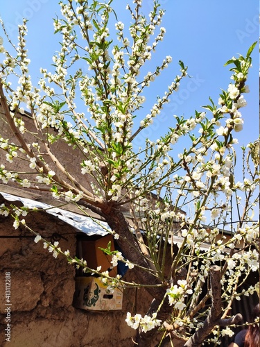 tree in bloom