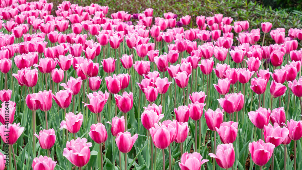 Tulips in full bloom in the park