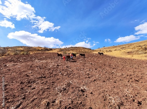 landscape with a sky and horse