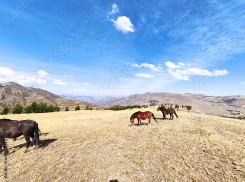 herd of horses