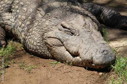 Nile Crocodile  Kwazulu Natal  South Africa.