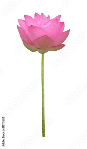 Pink lotus flower in full bloom isolated on white background with clipping path for design usage purpose © Akarawut