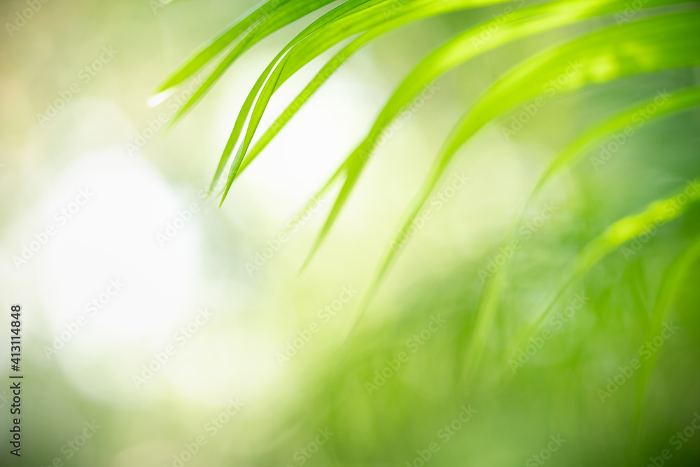 Abstract blurred of green leaf nature using as background natural plants, ecology wallpaper concept.