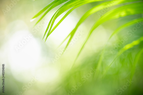 Abstract blurred of green leaf nature using as background natural plants  ecology wallpaper concept.