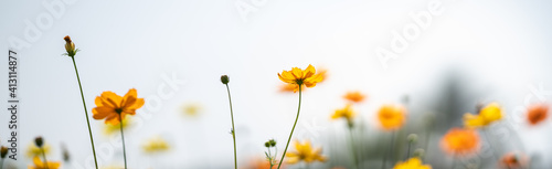 Closeup of yellow Cosmos flower with white sky as background under sunlight using as background natural flora landscape, ecology cover page concept.