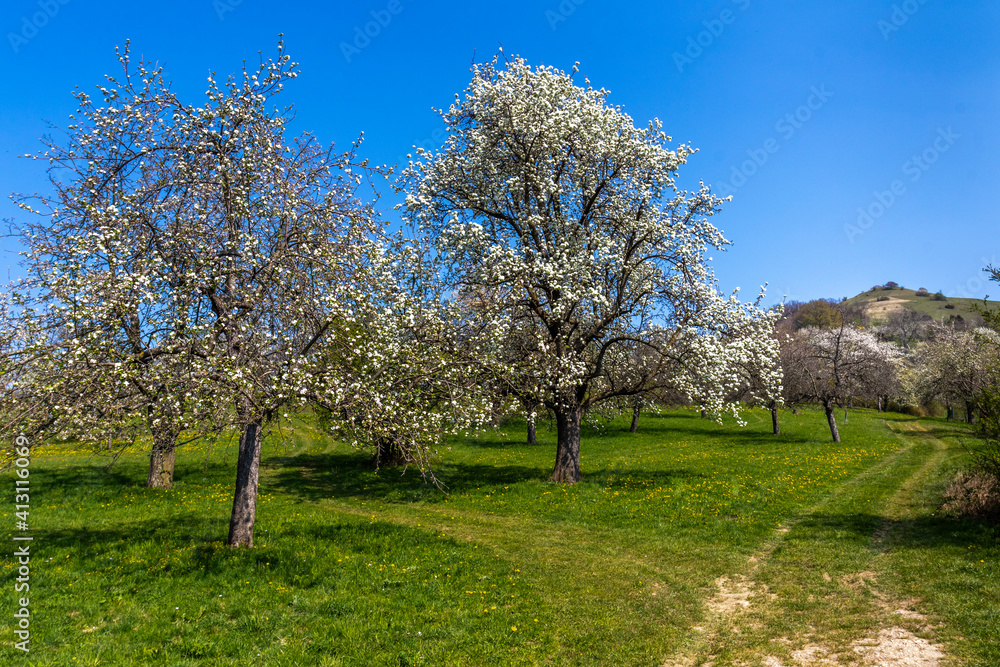 Blühende Streuobstwiesen, Weilheim, Baden-Württemberg Blühende Streuobstwiesen, Weilheim, Baden-Württemberg