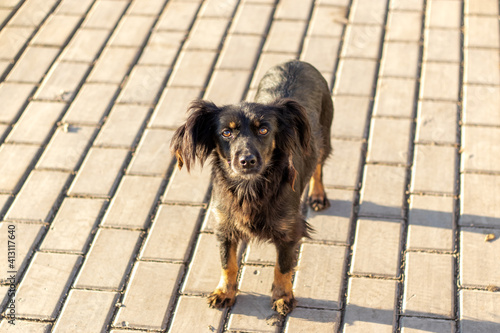 Touching cute little dog that looks like a spaniel. Stands and looks at lens with beautiful eyes . On background of street tiles.