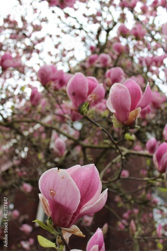 cherry blossoms in portland, oregon