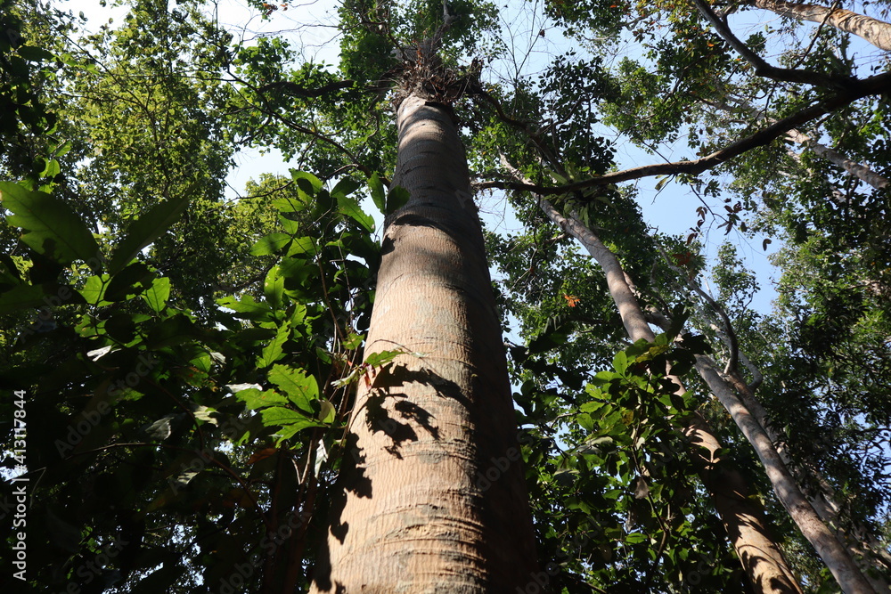 Fototapeta premium A Tall Tree at Lawachora National Forest