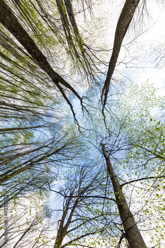 Fototapeta Naklejka Na Ścianę i Meble -  Lush green foliage and birch trees in a pristine forest, profiled on clear sky, in spring