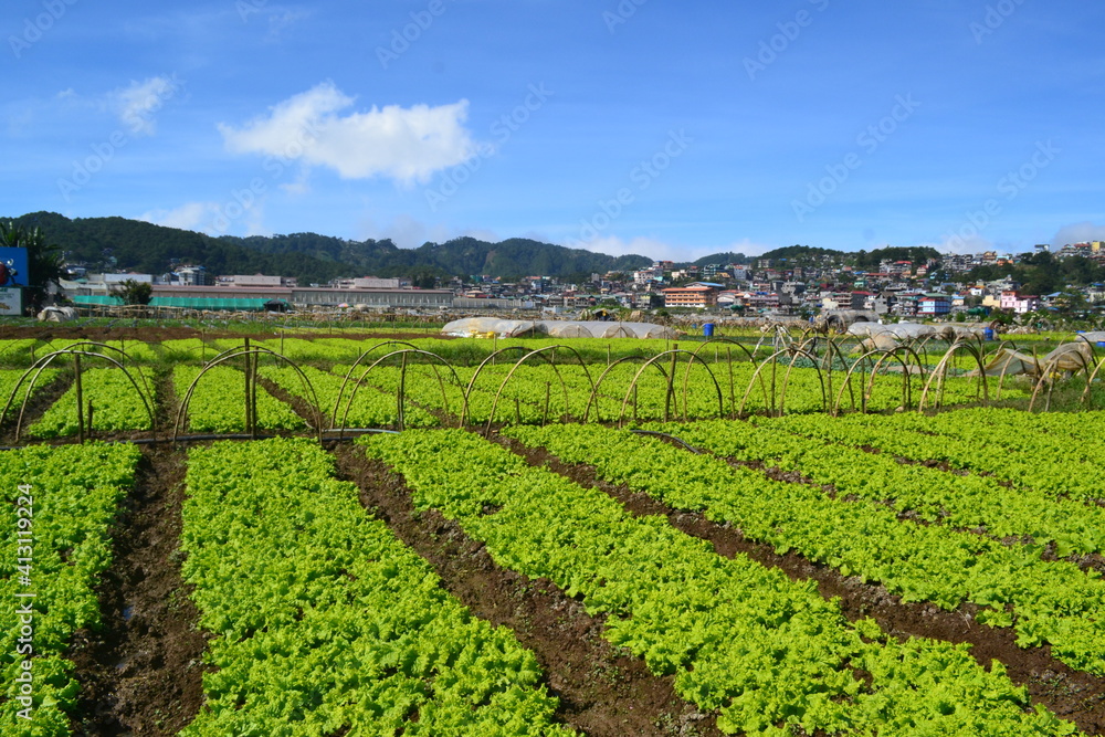 The Green Fields. Shoot Date January 13 2021 Location La Trinidad 2601 Philippines. The Beauty of the green field is combining with the blue and peaceful sky. No Editing software used. landscape focus