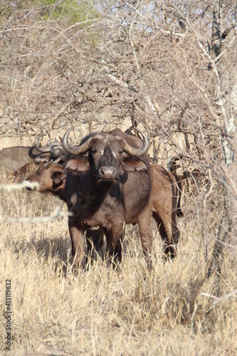 Fototapeta Naklejka Na Ścianę i Meble -  Cape Buffalo (African Buffalo),Kapama Game Reserve, South Africa.