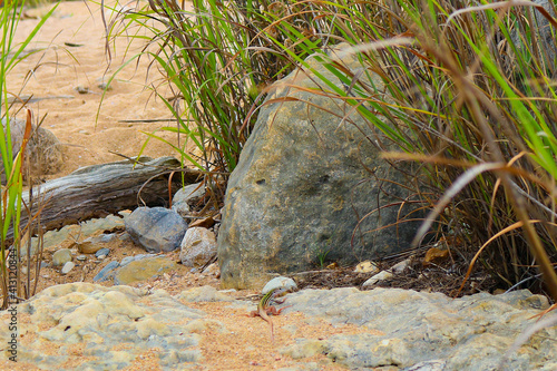  A Comon Spotted Whiptail lizard (Aspidoscelis gularis), in the Teiidae reptile family stands perfectly still on top of a sandy rocky enviornment, Pedernales Falls State Park Texas  photo