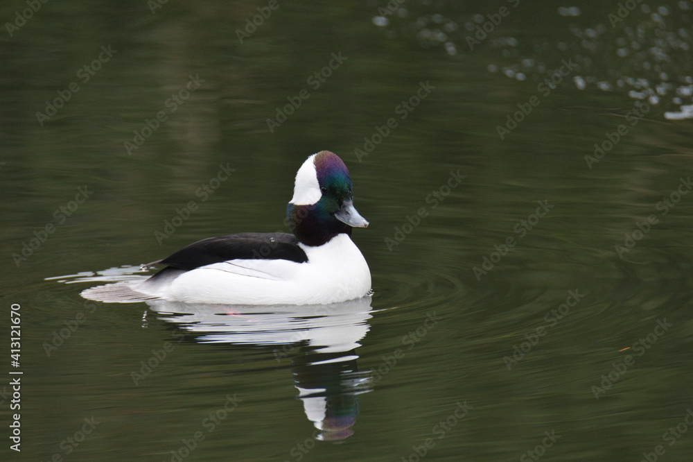 A male bufflehead duck swimming In the pond. West Vancouver BC Canada
A male bufflehead duck swimming In the pond. West Vancouver BC Canada