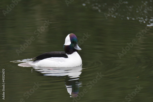 A male bufflehead duck swimming In the pond.    West Vancouver BC Canada
