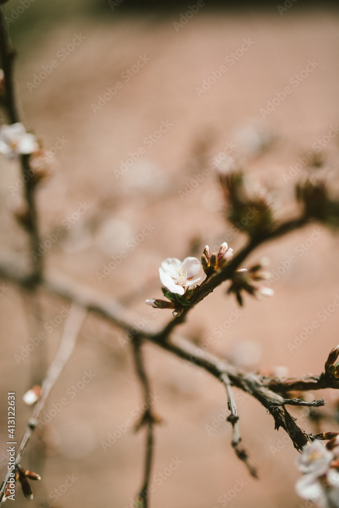 spring blossom spring blossom