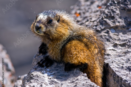 Closeup of a Hoary Marmot, in the alpine © Tom Nevesely
