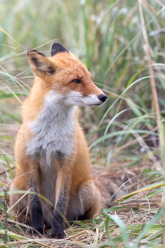 A fox in the wild. Russia, Shikotan island. A fox in the wild. Russia, Shikotan island.
