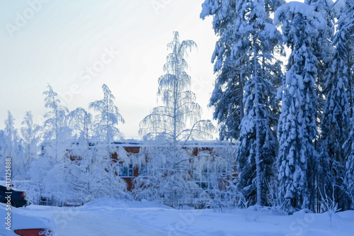 Russia,Republic Of Karelia,Kostomuksha. White birch trees stand in a row. February, 10. 2021. © Людмилa