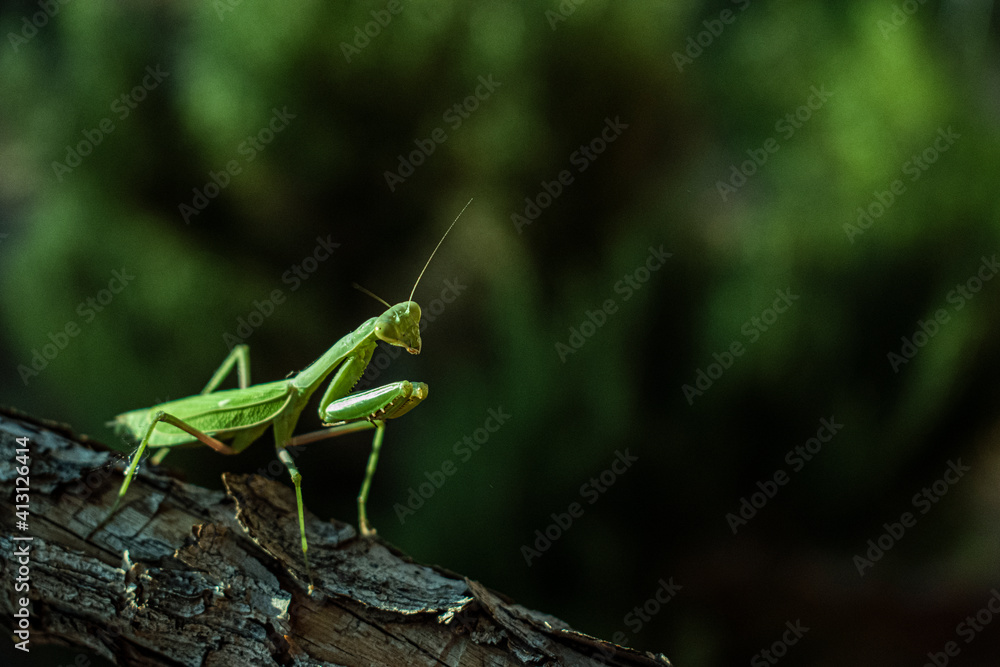 Praying mantis side view on a branch log Praying mantis side view on a branch log