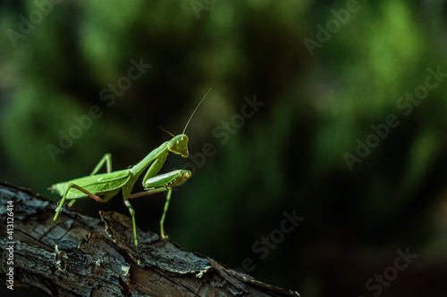 Praying mantis side view on a branch log