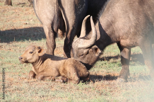 Cape (African) Buffalo, Addo Elephant NP, South Africa.