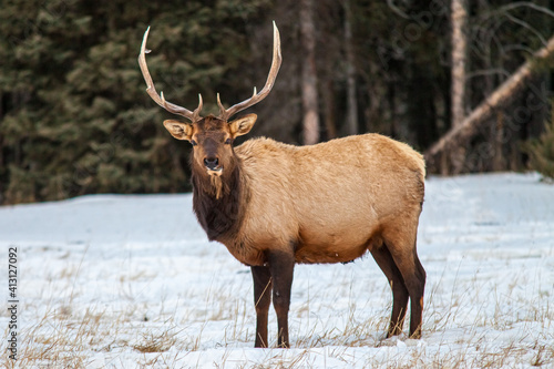 Bull elk in Banff National Park  Alberta  Canada in winter