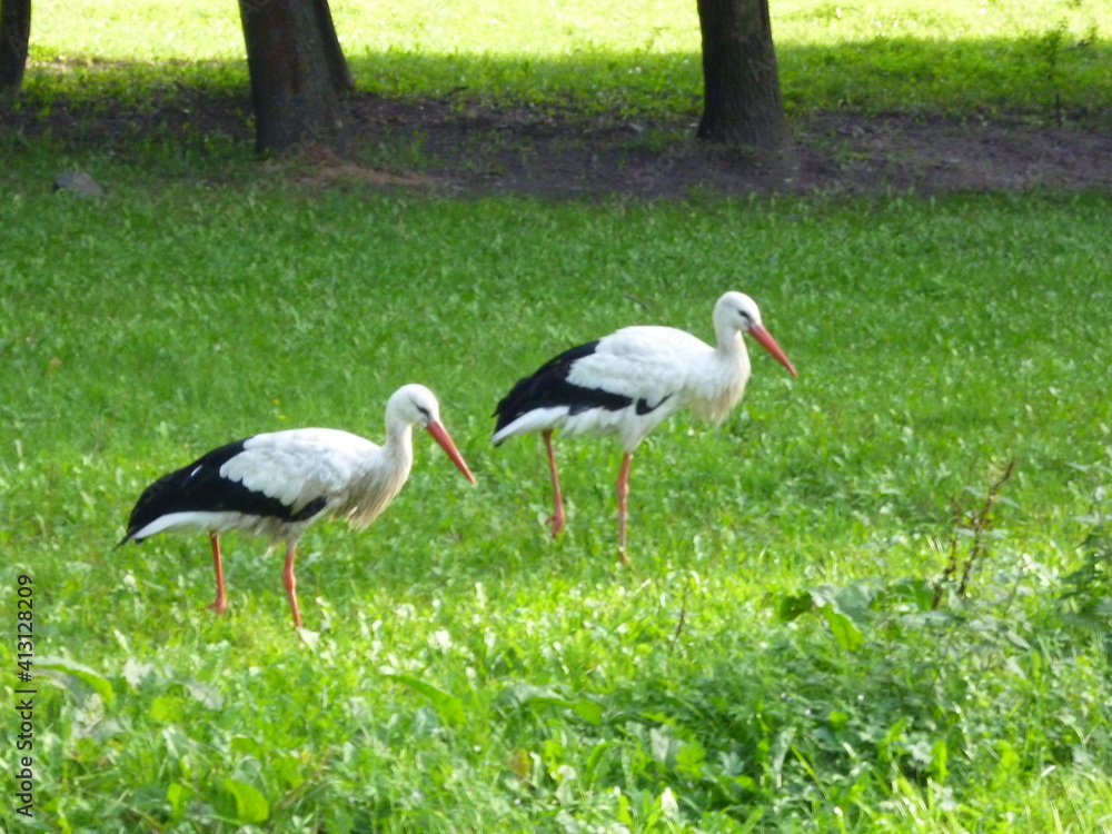 Fototapeta premium stork in the grass