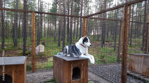 Foto Eye-level shot of a cute homeless dog in a shelter cage lying on top of a wooden