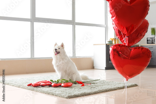 Cute Samoyed dog with ballo...