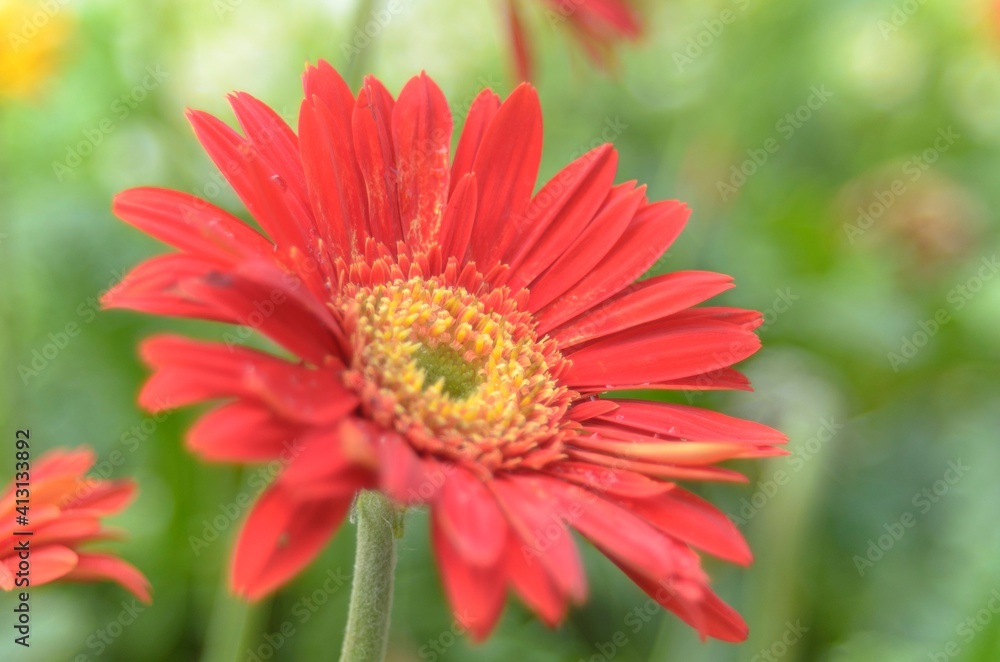 Natural photos: Asteraceae flowers (Viet Nam) Natural photos: Asteraceae flowers (Viet Nam)