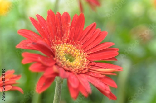 Natural photos  Asteraceae flowers  Viet Nam 