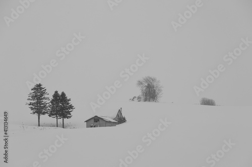 trees in snow