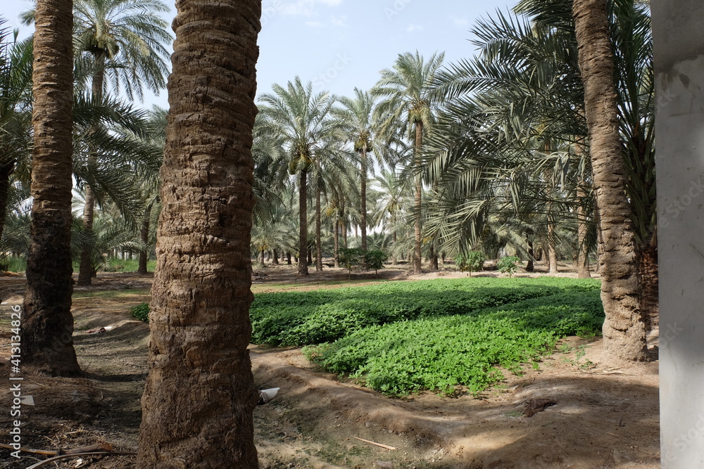 Date palm , tree of the palm family cultivated for its sweet edible fruits. The date palm has been prized from remotest antiquity.