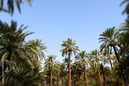 Date palm   tree of the palm family cultivated for its sweet edible fruits. The date palm has been prized from remotest antiquity.