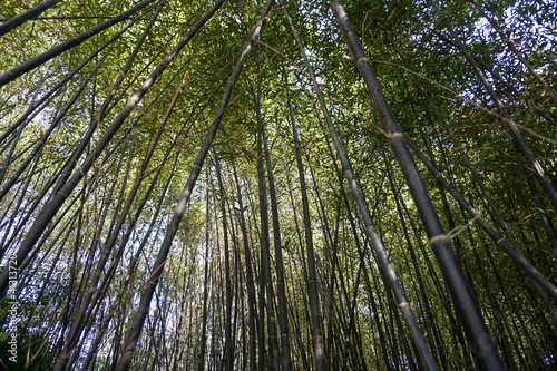 京都 冬の竹林 イメージ