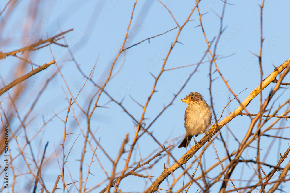 Young Red-backed shrike or Lanius collurio sitting on a branch Young Red-backed shrike or Lanius collurio sitting on a branch