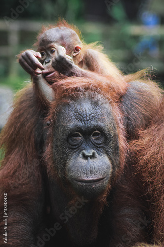 Orangutan standing with son in her back